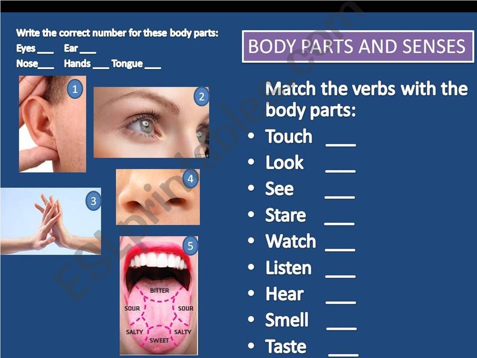 BODY PARTS AND VERBS OF SENSE powerpoint