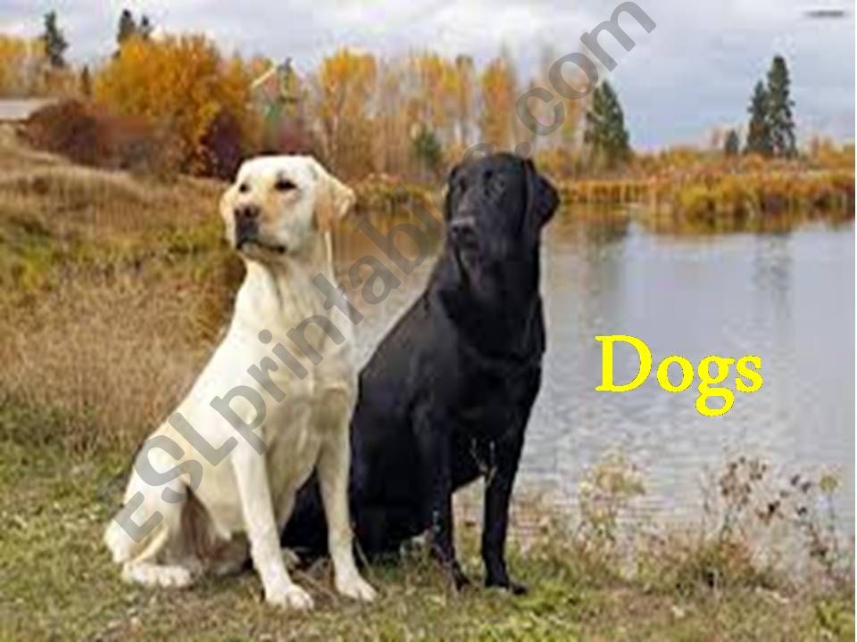 Dogs powerpoint