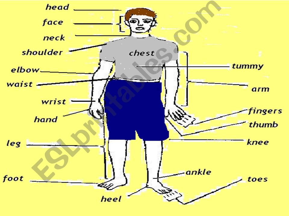 ESL English PowerPoints Parts Of The Body