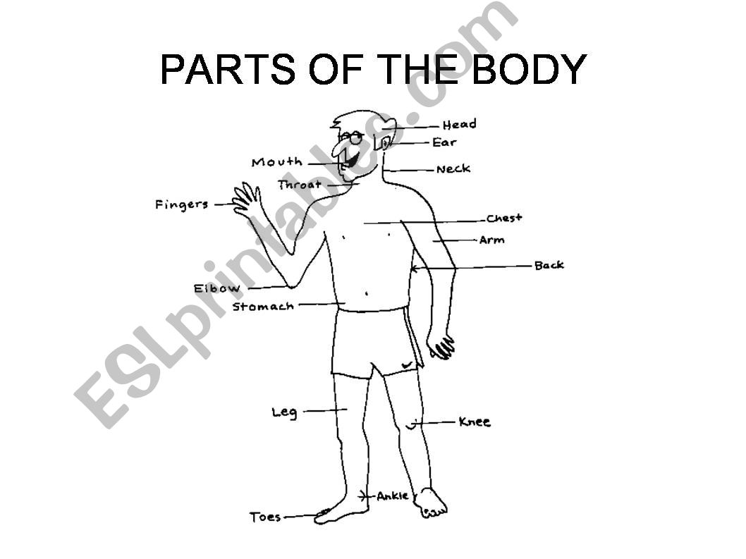 Body parts powerpoint