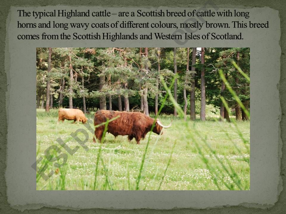 Presentation on Scotland powerpoint