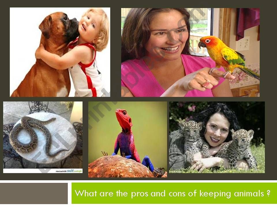 Keeping animals as pets powerpoint