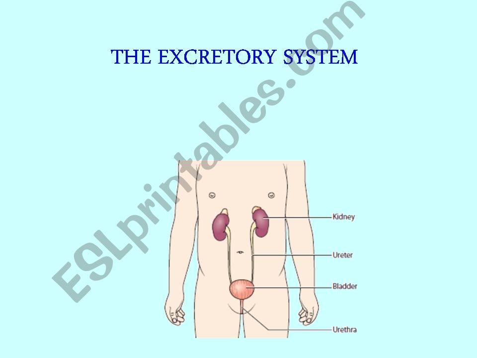 THE EXCRETORY SYSTEM powerpoint