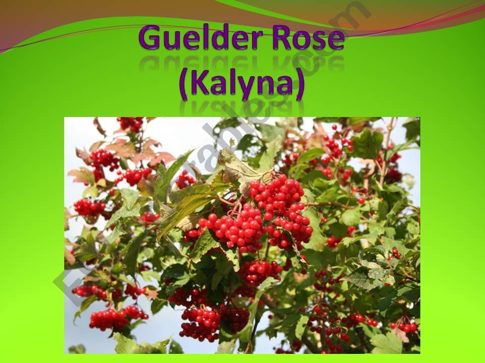 Guelder Rose  powerpoint