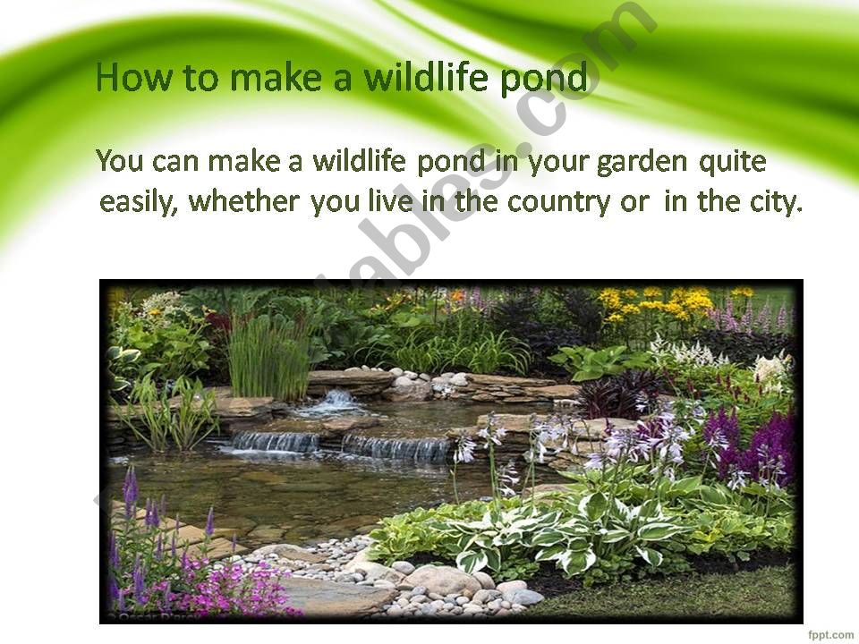 Wildlife pond powerpoint