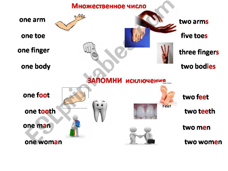 Parts of body powerpoint