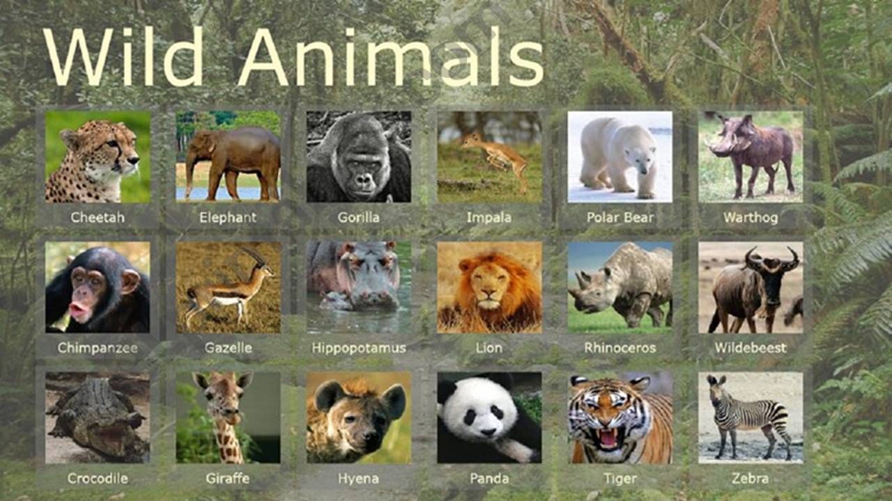 ESL English PowerPoints WILD ANIMALS I