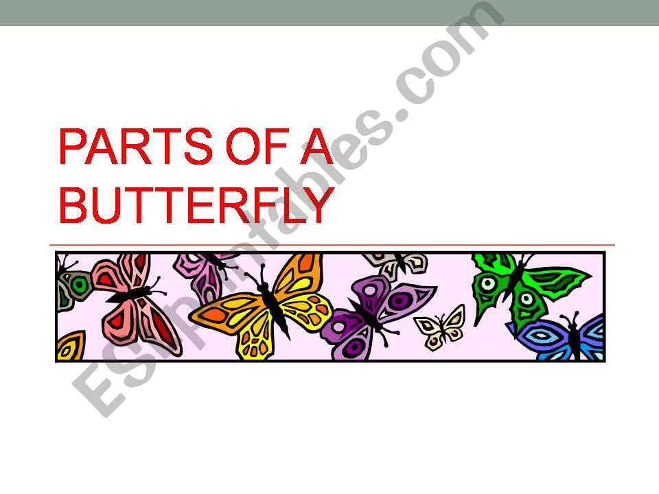 Parts of a butterfly powerpoint