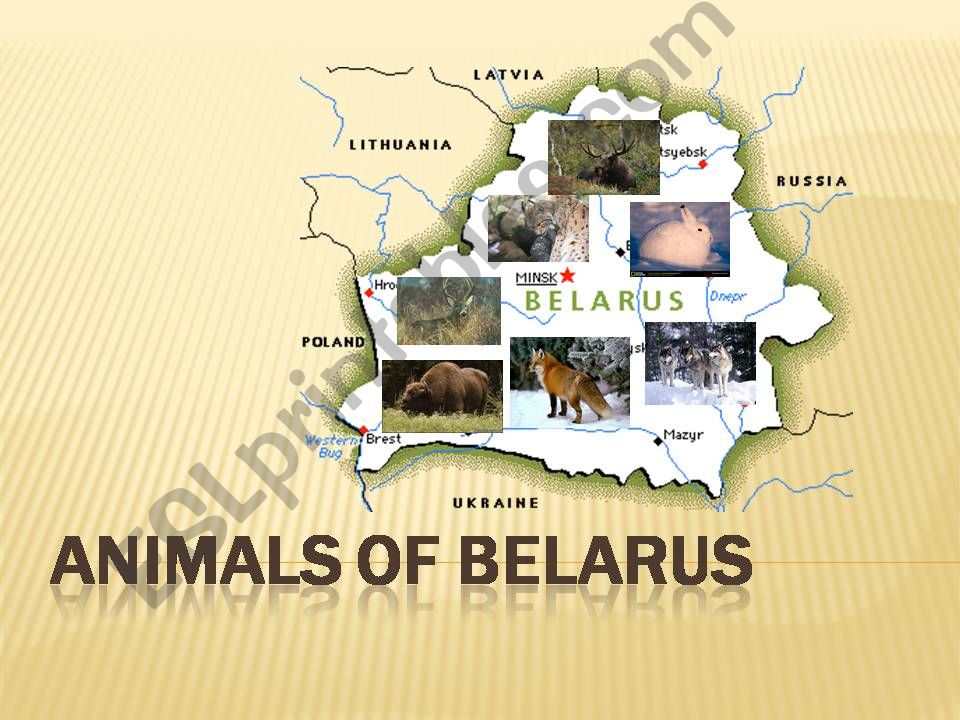 Animals of Belarus powerpoint