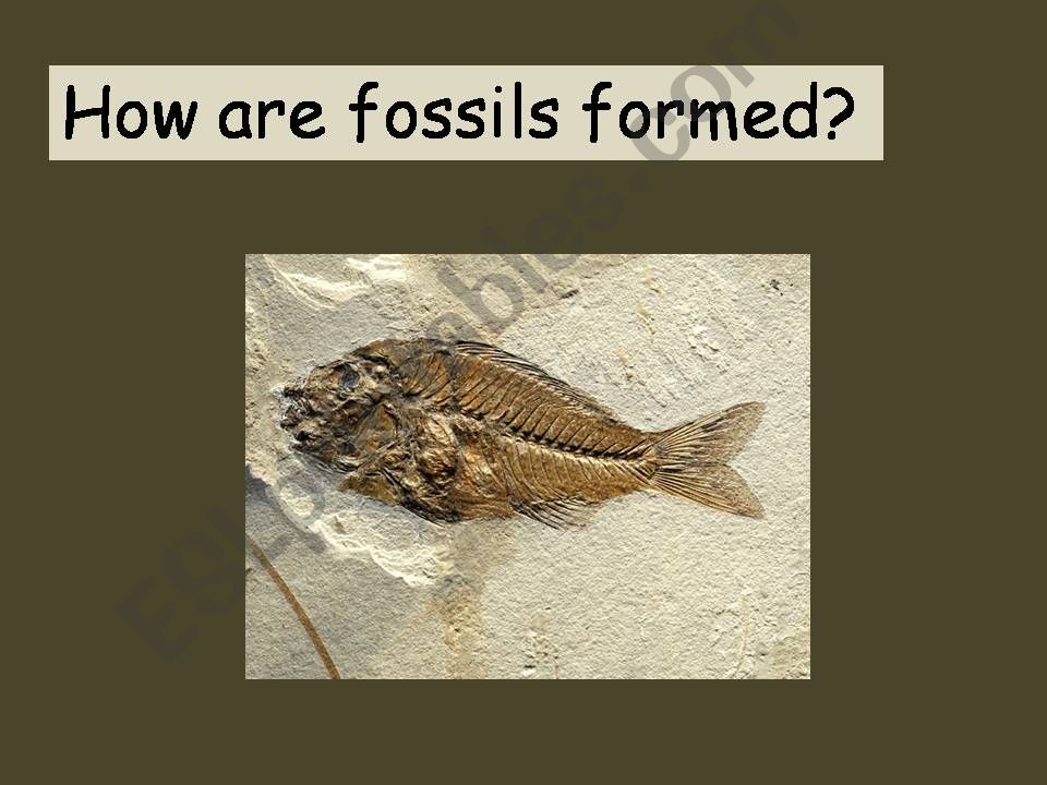 How are fossils formed? Part 1