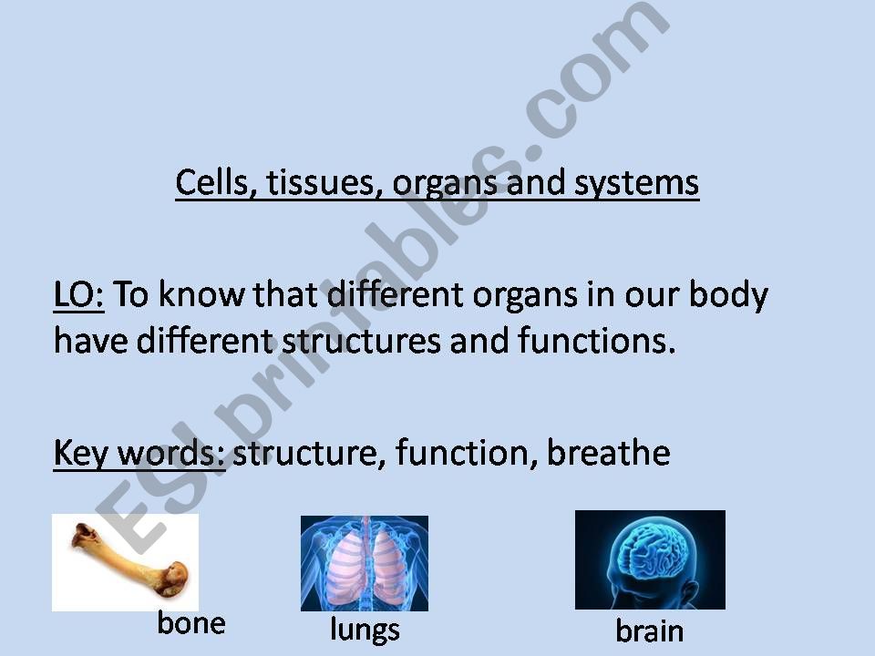 Cells, tissues, organs and systems