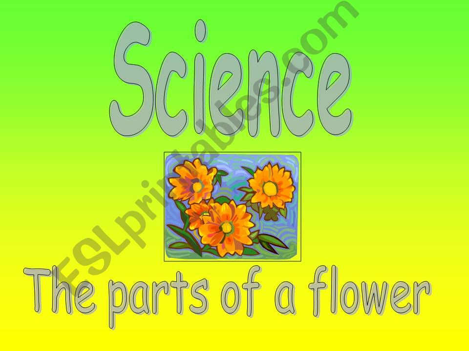 PARTS OF A FLOWER AND FUNCTIONS