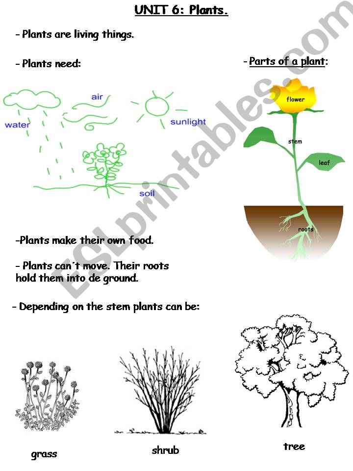 Plants powerpoint