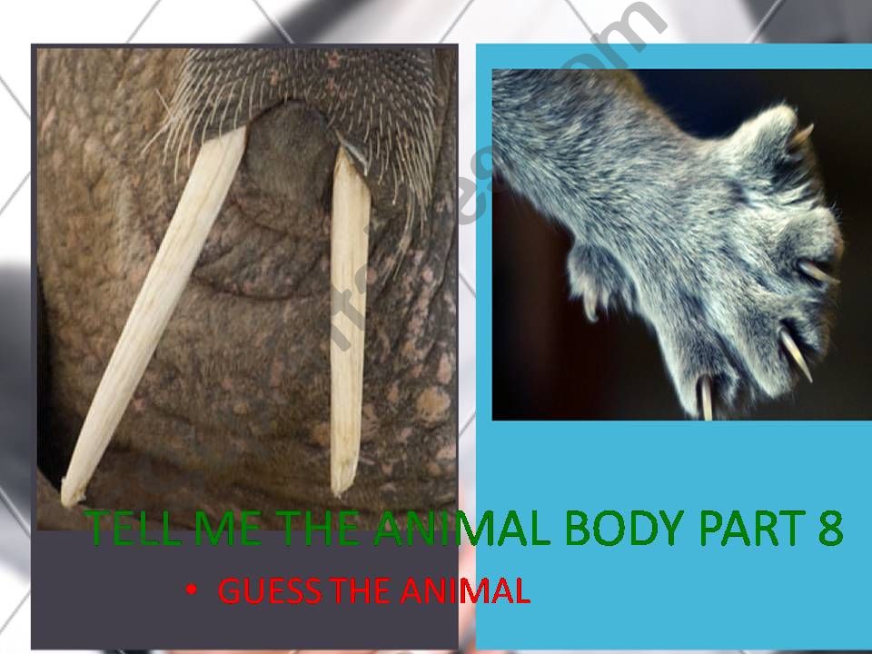 ANIMAL BODY PARTS GUESS THE ANIMAL 8
