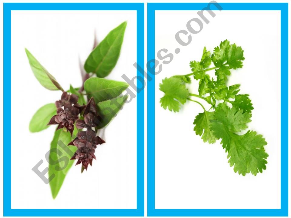 Herbs powerpoint