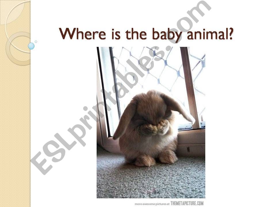 Where is the baby animal? powerpoint