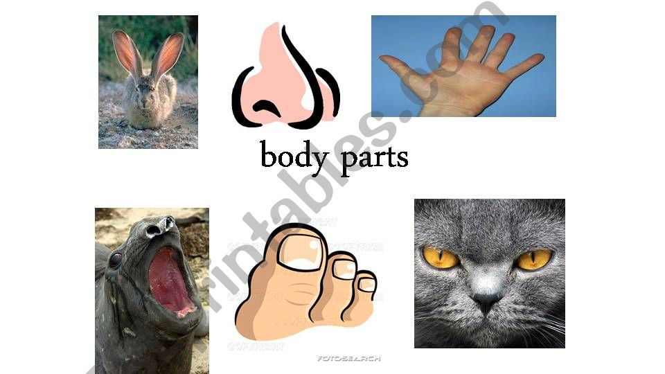 Body Parts powerpoint