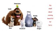 English powerpoint: Comparative & Superlative Forms. The secret life of pets