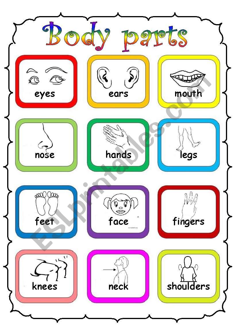 Body Parts ESL Worksheet By Fleur