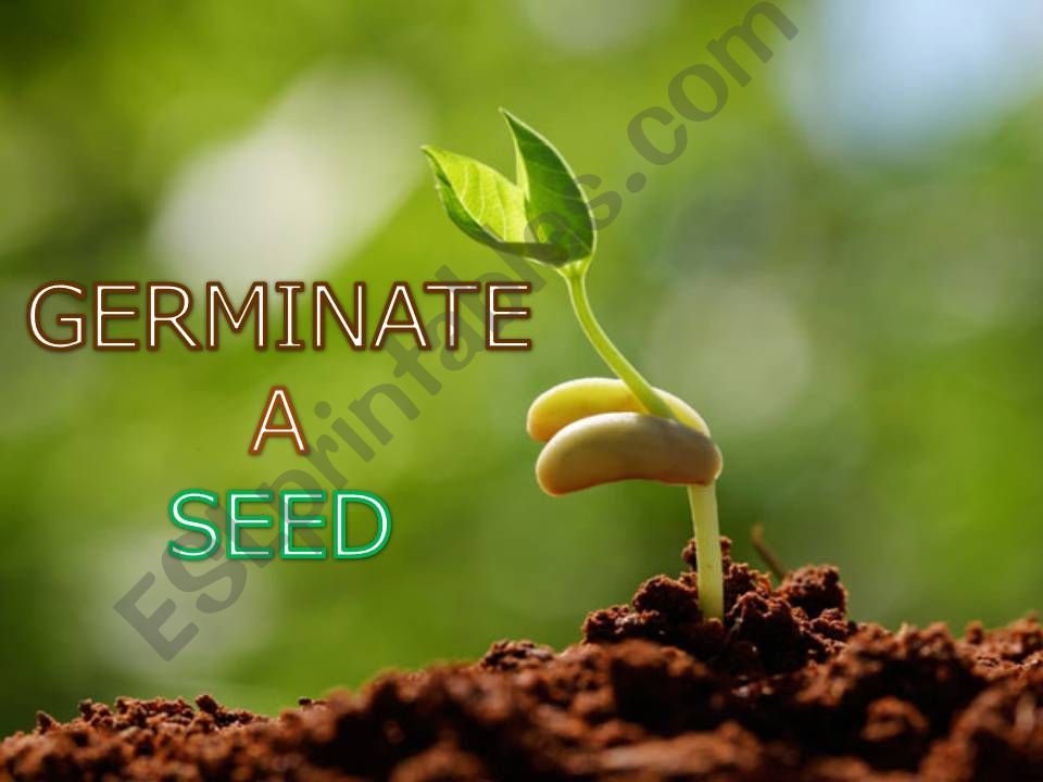 ESL - English PowerPoints: Germinate a seed