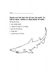 English Worksheet: Sharks (activity booklet)