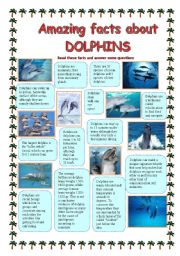 Amazing facts about DOLPHINS
