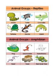 Animal Groups-Reptiles and Amphibians (5/5)