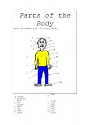 English worksheet: Parts of the Body