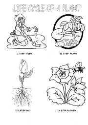 LIFE CYCLE OF A PLANT