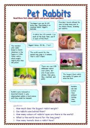 English Worksheet: Pet Rabbits (28.07.08)