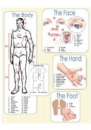 The Body Picture Dictionary