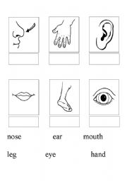 English Worksheet: Parts of body