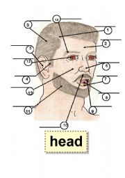 HEAD - BODY PARTS - HUMAN BODY - Flashcard - 1 part,5 ear,9 tooth,2 forehead,6 nose,10 mustache,3 hair,7 lip,11 beard,4 sideburn,8 tongue,12 cheek,13 eye,14 eyebrow