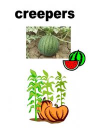 English Worksheet: Vocab-Plants