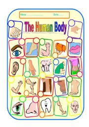 THE HUMAN BODY and FACE - worksheet