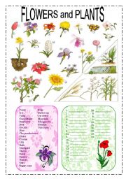 Wild flowers -pictionary - ESL worksheet by oppilif