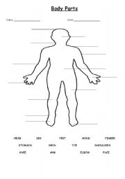 Human Body Diagram For Kids Without Labels - Aflam-Neeeak