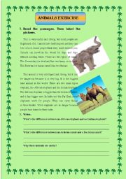 English Worksheet: animal reading with questions