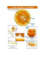 citrus_fruit_detail
