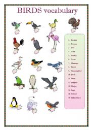 Birds name vocabulary