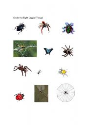 English Worksheet: Insects