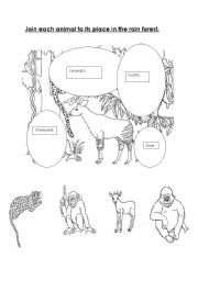 English Worksheet: Rain forest animals