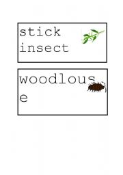 English worksheet: minibeasts