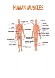 HUMAN MUSCLES