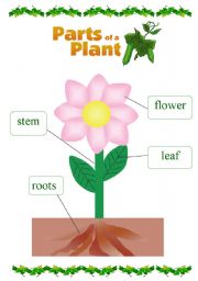 parts of a plant