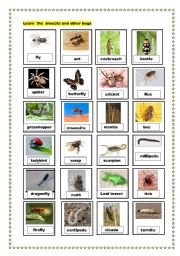 insects and other bugs