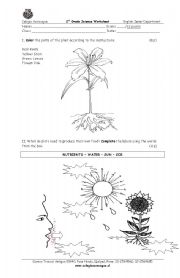 Parts of a plant worksheets