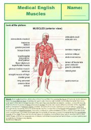 Medical English - muscles