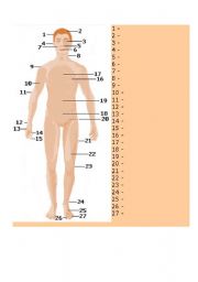 English worksheet: Parts of Body