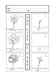 English Worksheet: The life of a tree